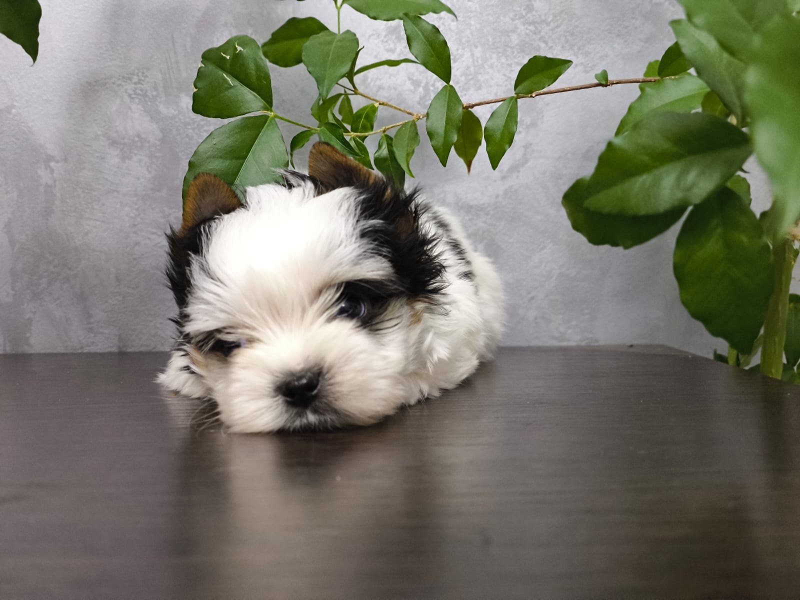 Щенок Бивер Йорка