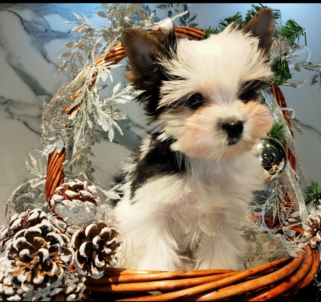 Щенок Бивер Йорка