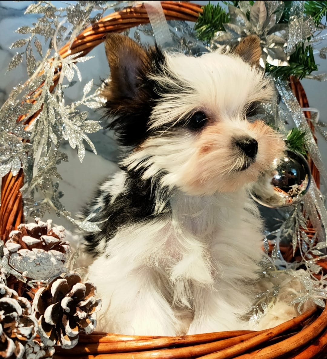 Девочка бивер