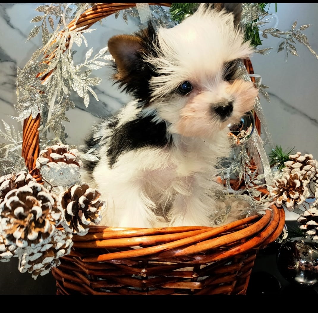 Щеноки Бивер Йорка фото