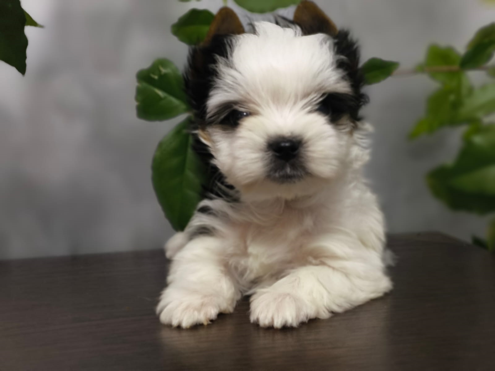 Девочка бивер