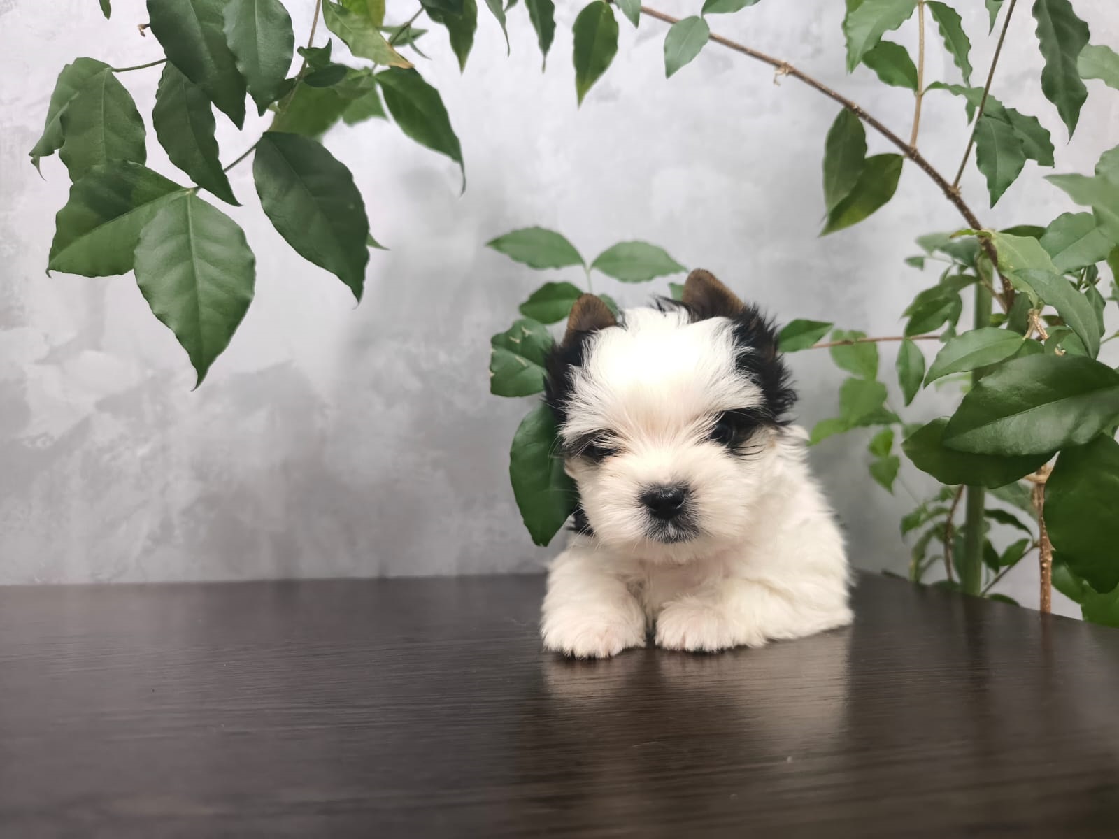 Щеноки Бивер Йорка фото