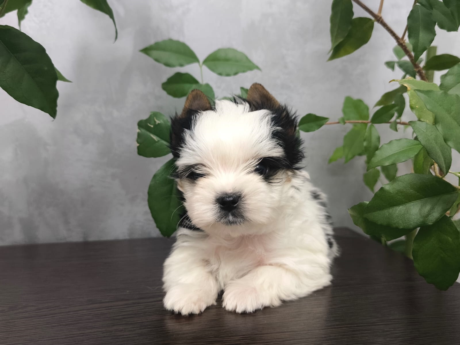 Щеноки Бивер Йорка фото