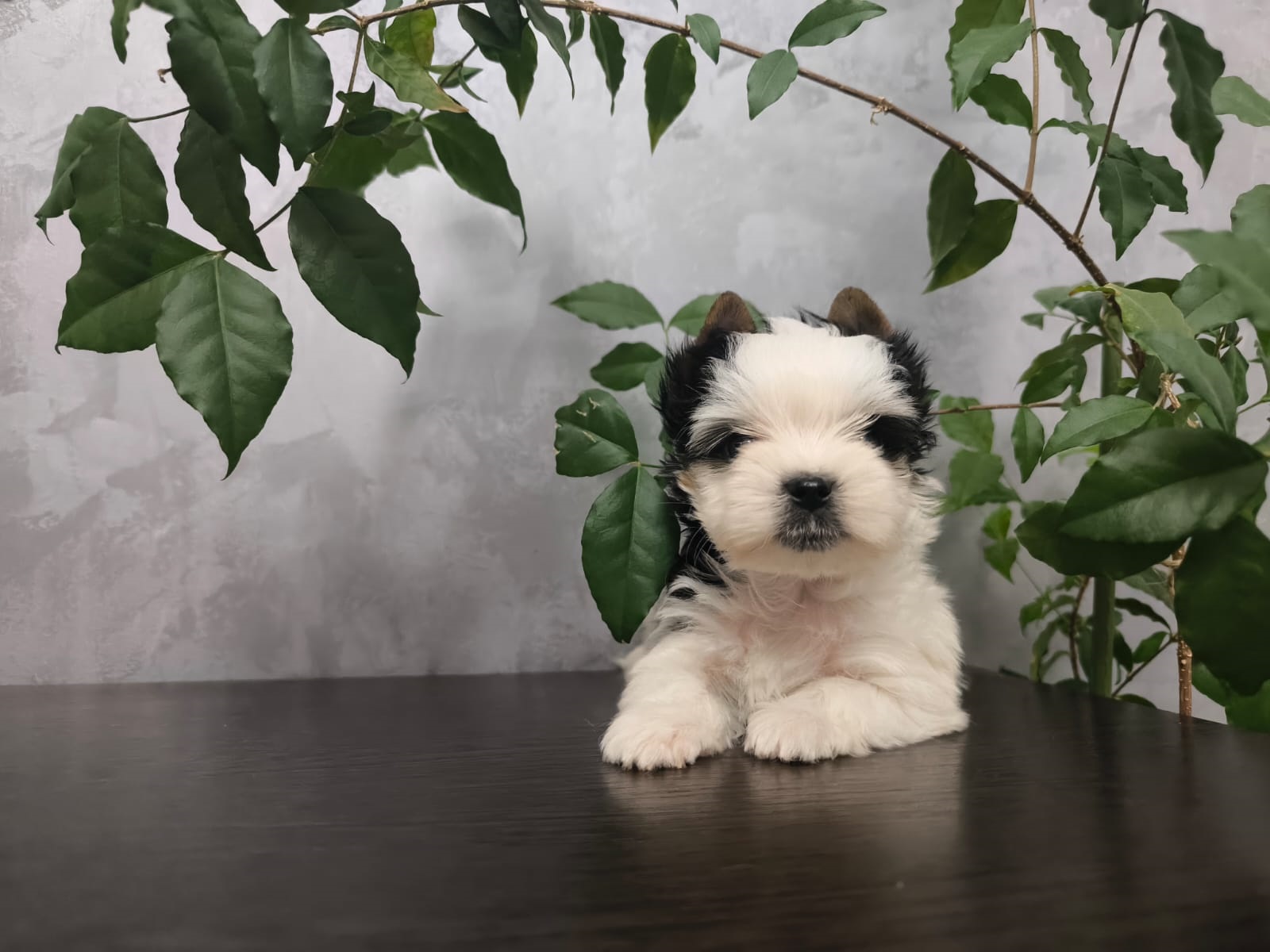 Щенок Бивер Йорка