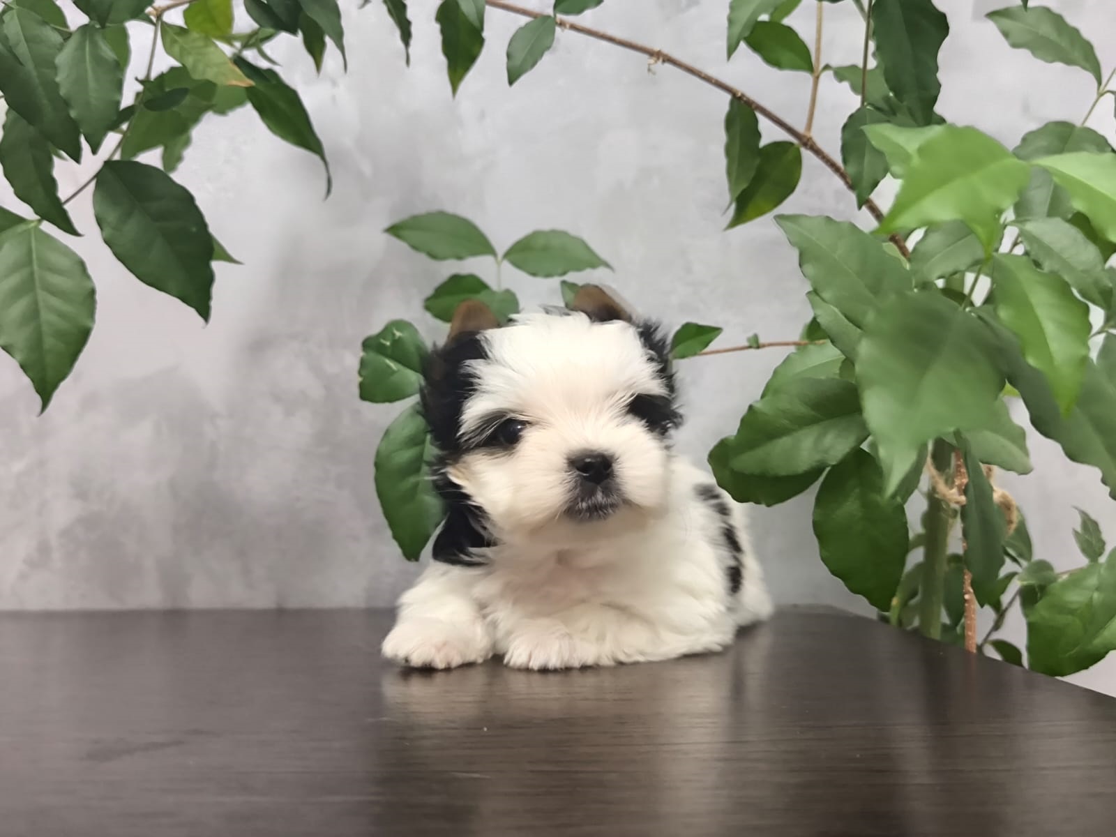 Девочка бивер