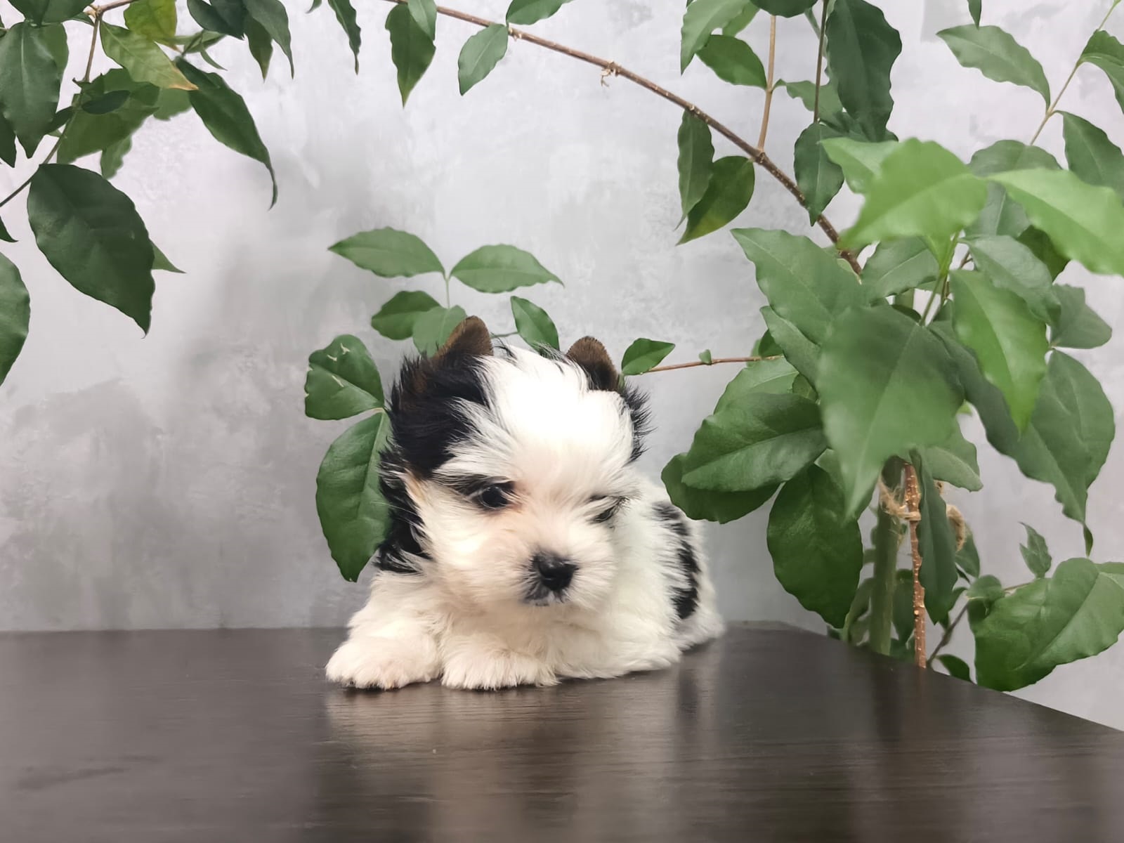 Щеноки Бивер Йорка фото