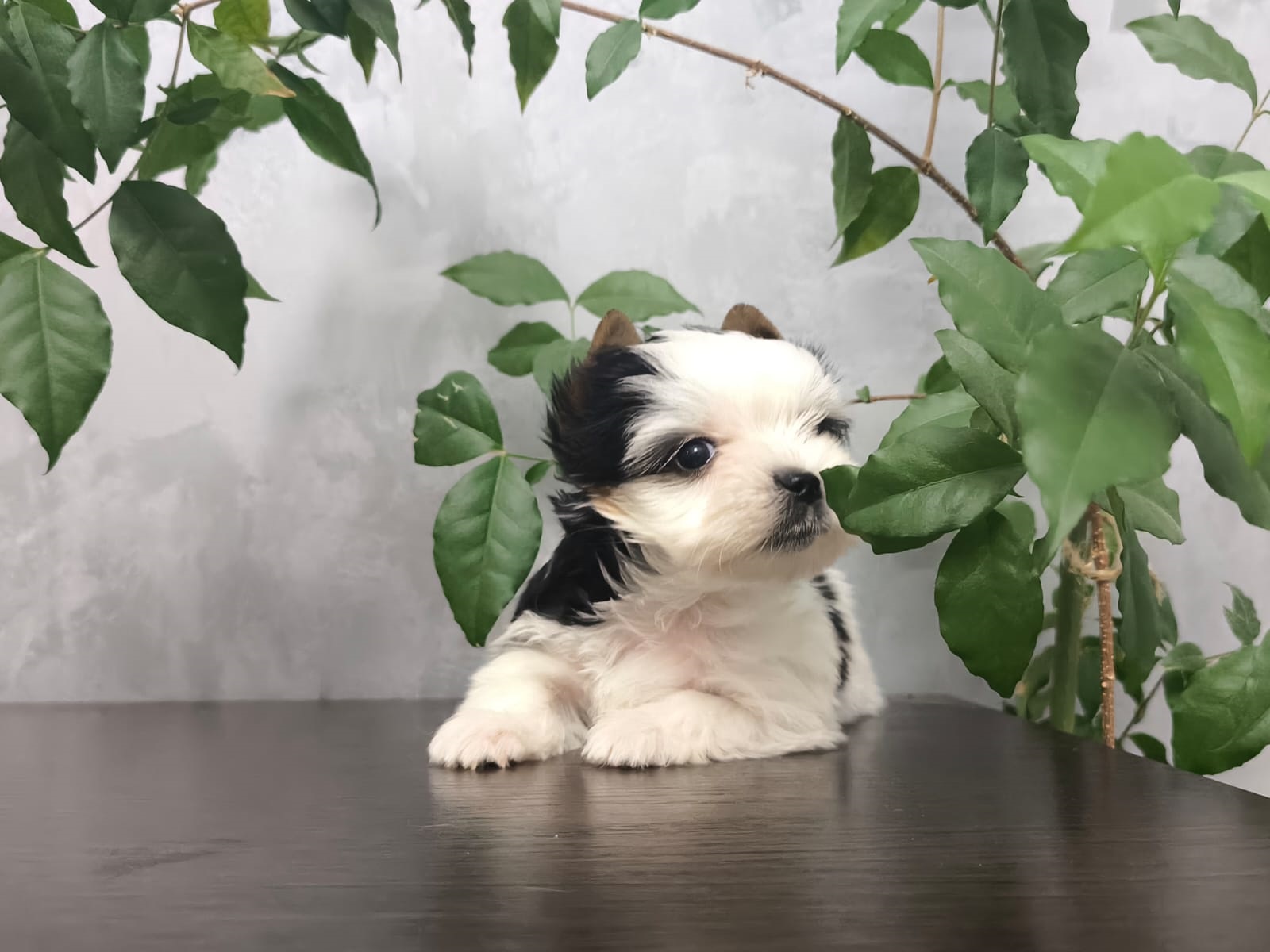 Щеноки Бивер Йорка фото