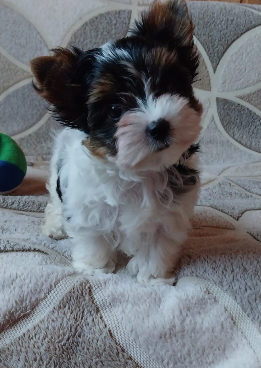 Йоркширский Бивер терьер