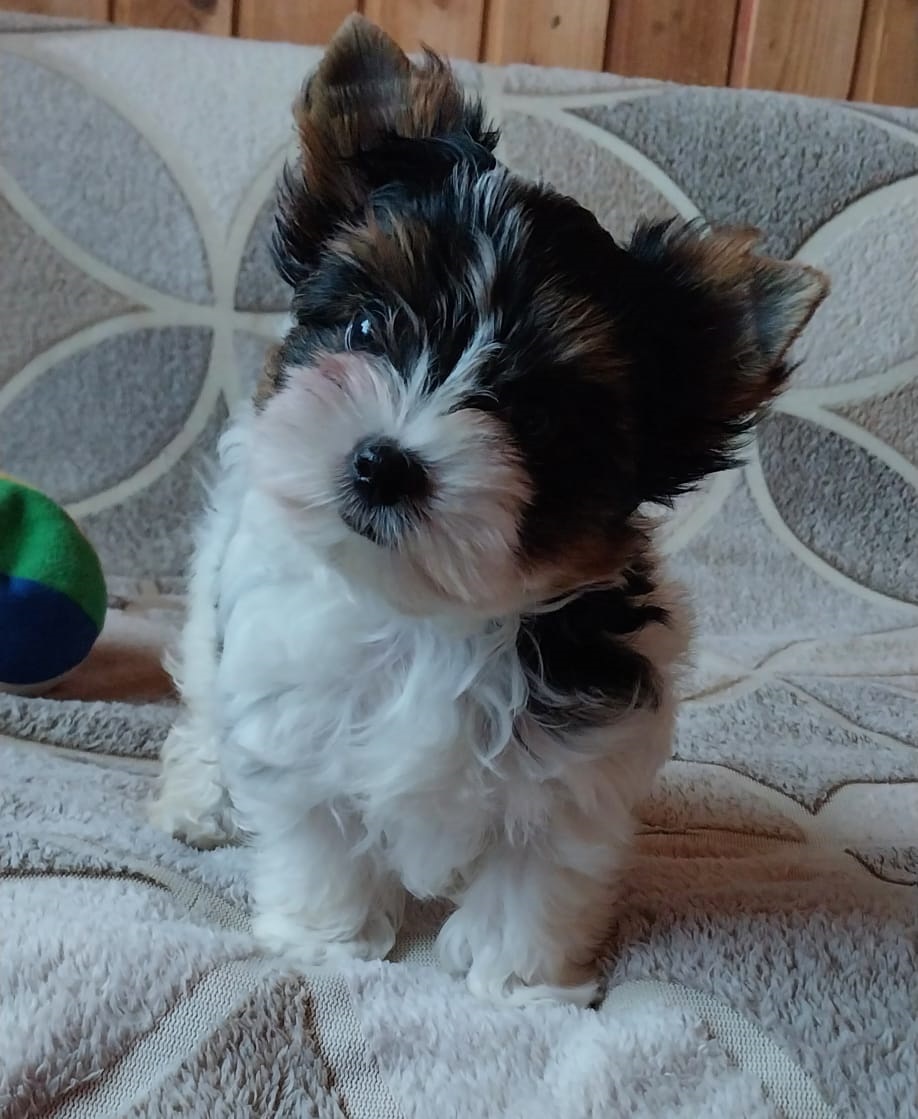 купить щенка Бивер терьера