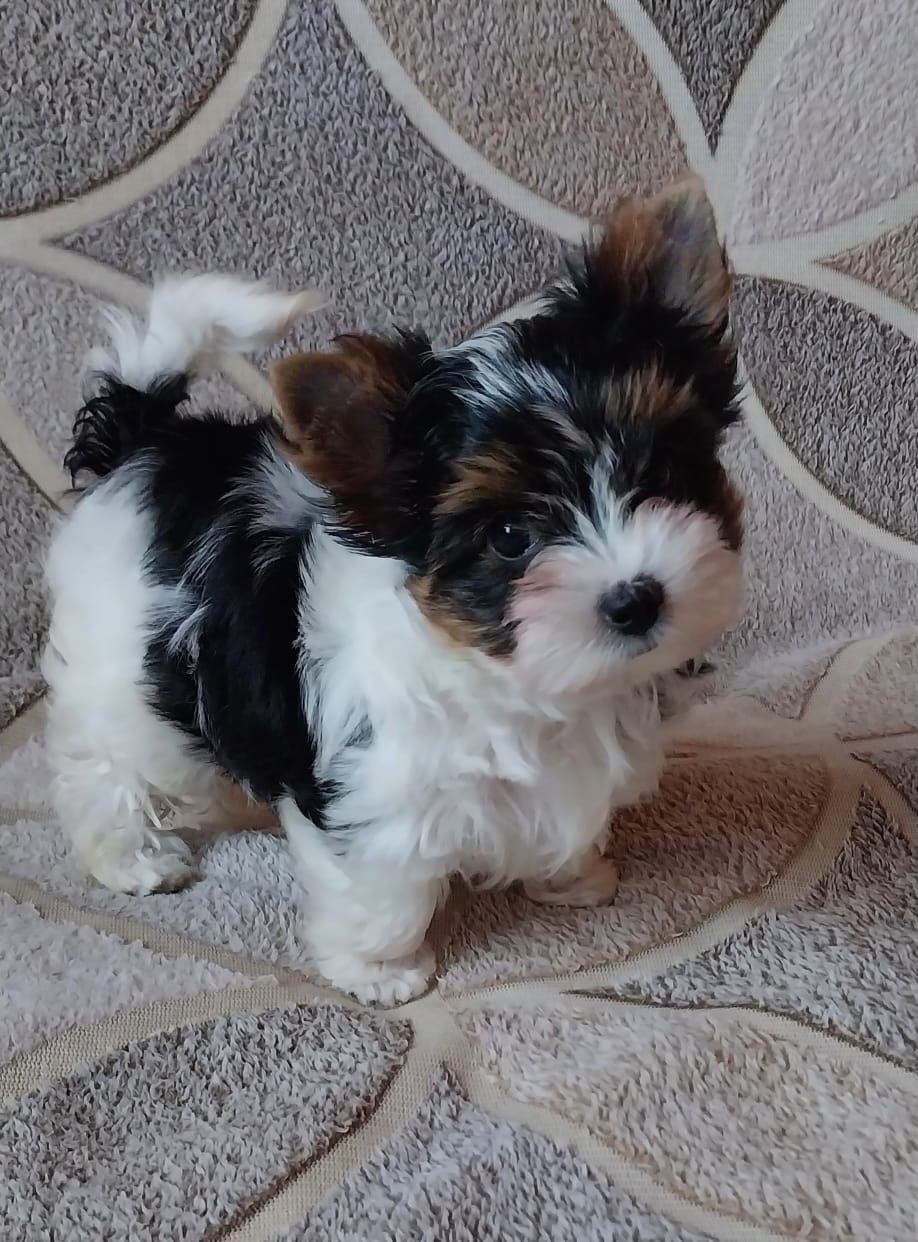 Йоркширский Бивер терьер