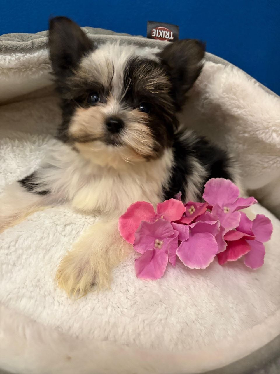 Щенок Бивер Йорка