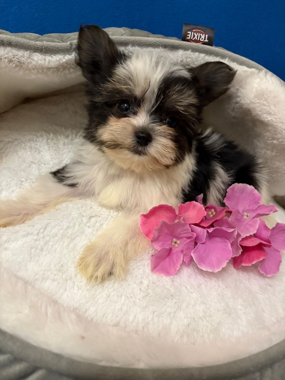 Девочка бивер