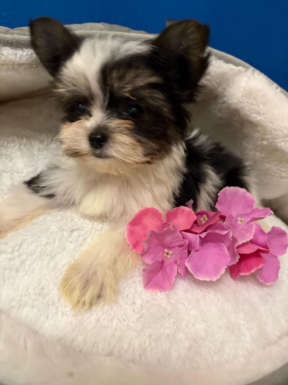 Щеноки Бивер Йорка фото