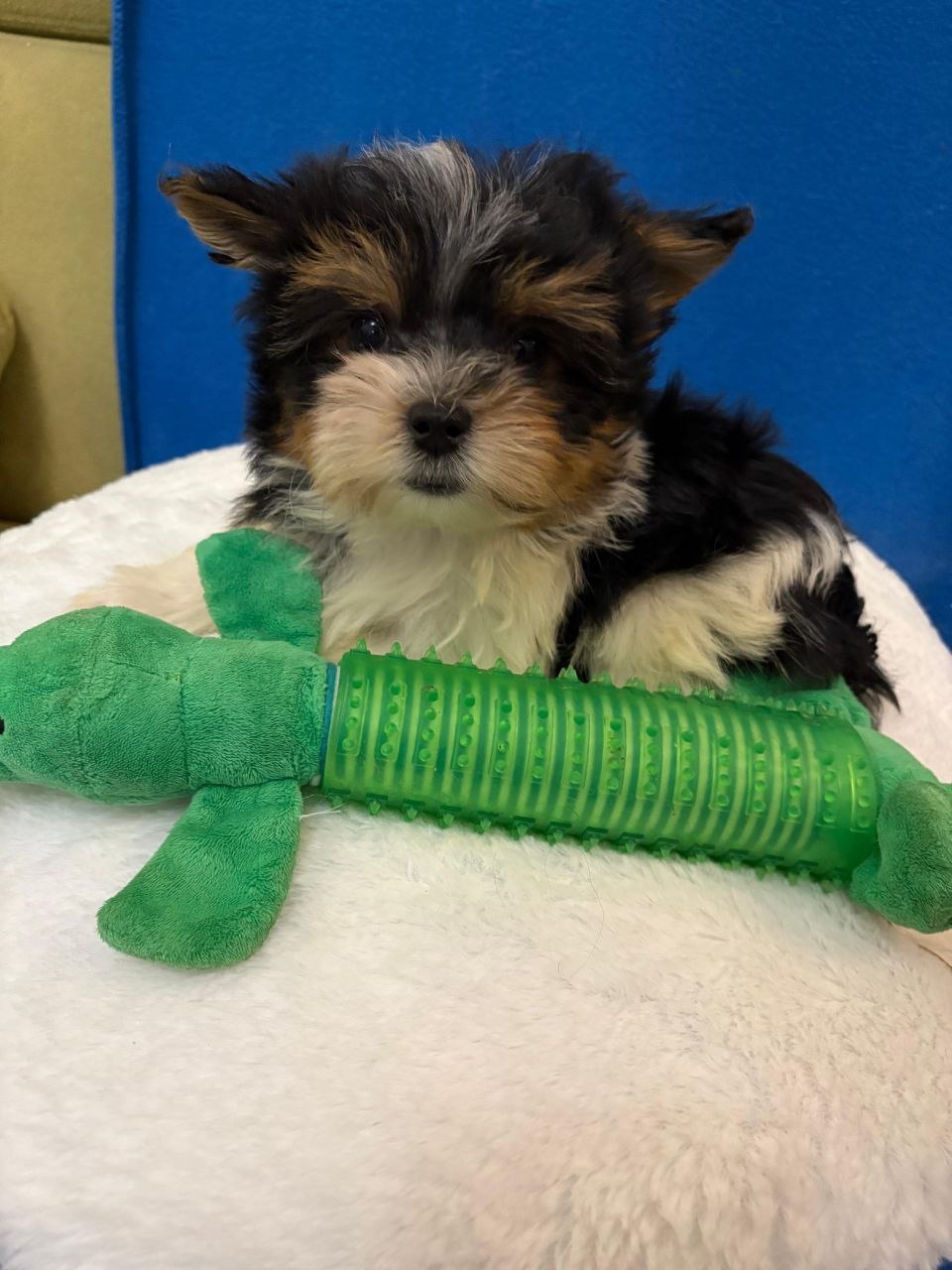 Щенок Бивер Йорка