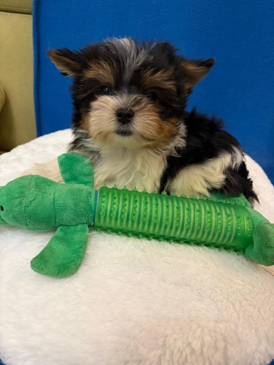 Девочка бивер