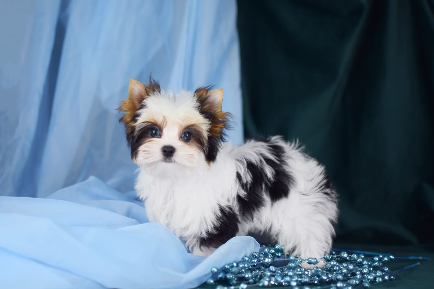 купить щенка Бивер терьера