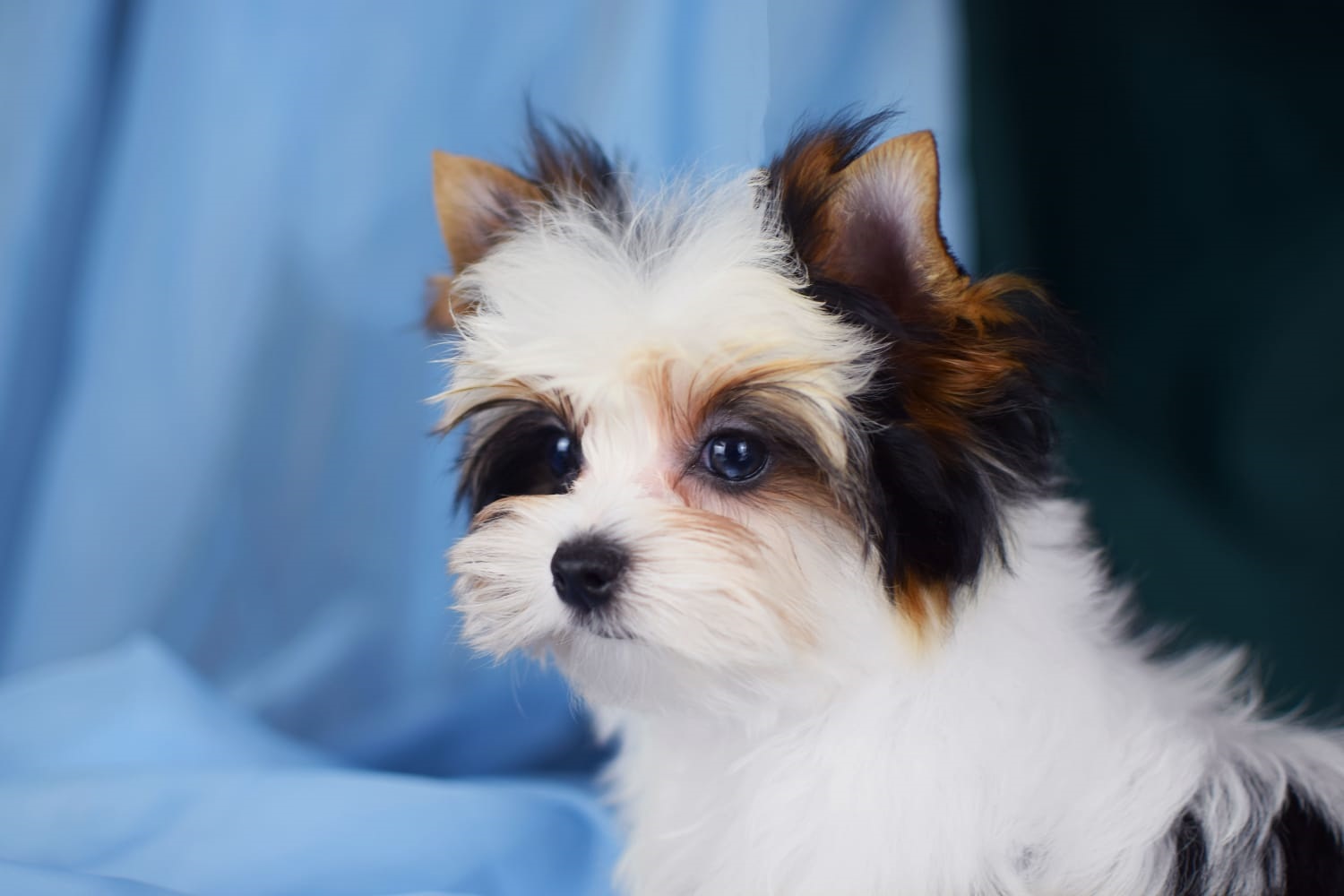 купить щенка Бивер терьера