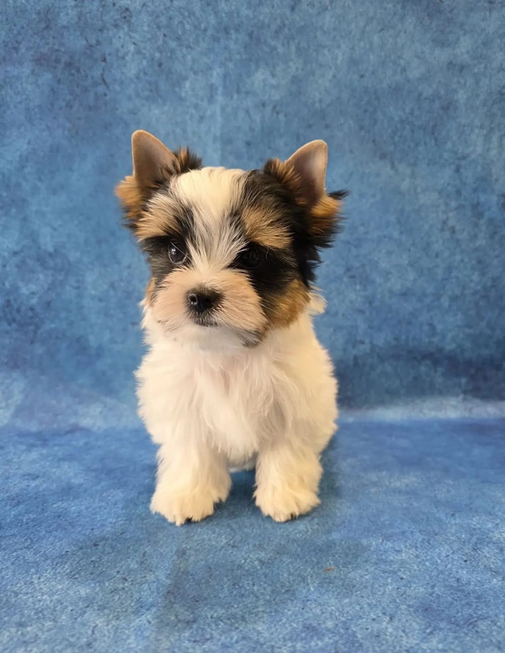 купить щенка Бивер терьера