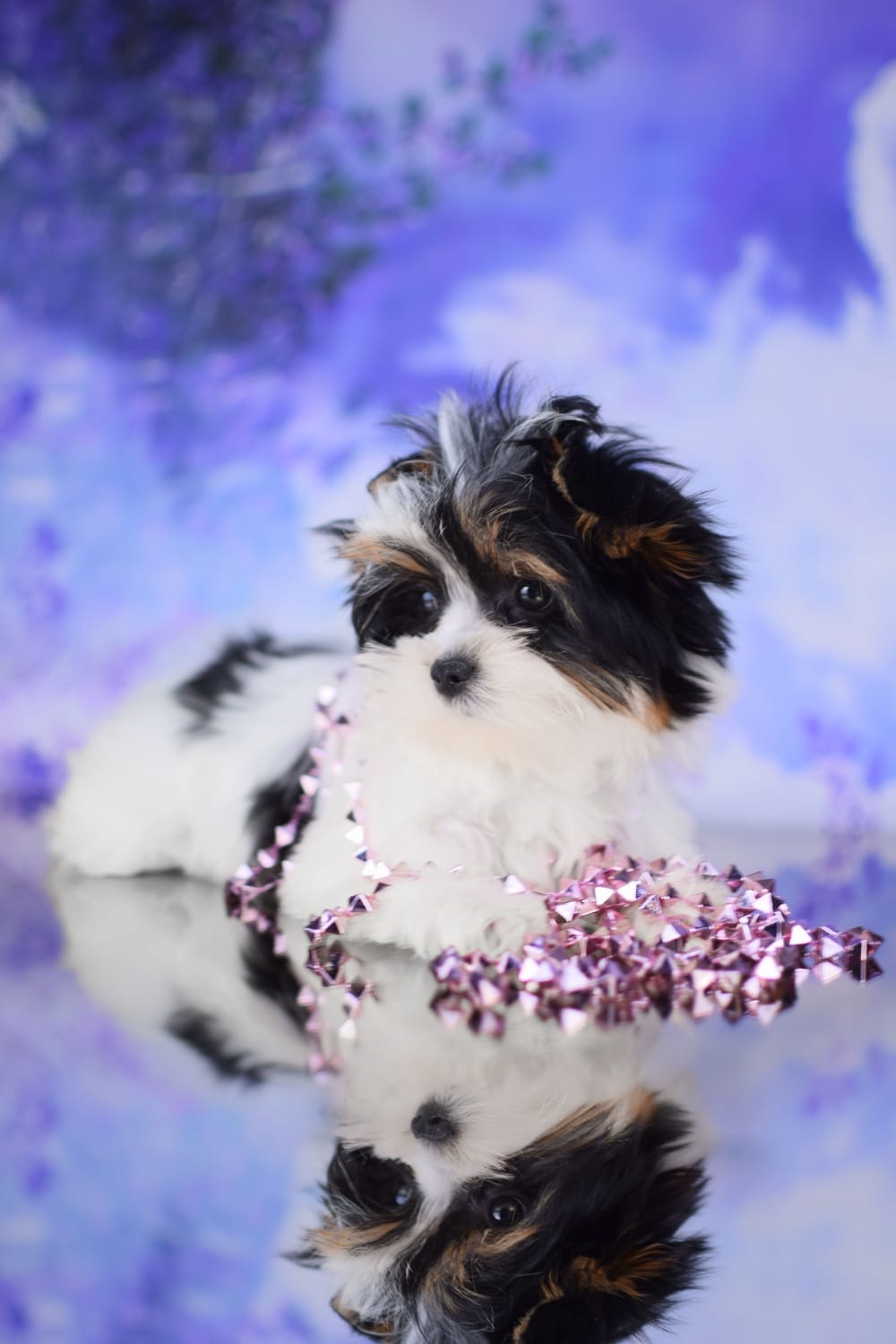 купить щенка Бивер терьера