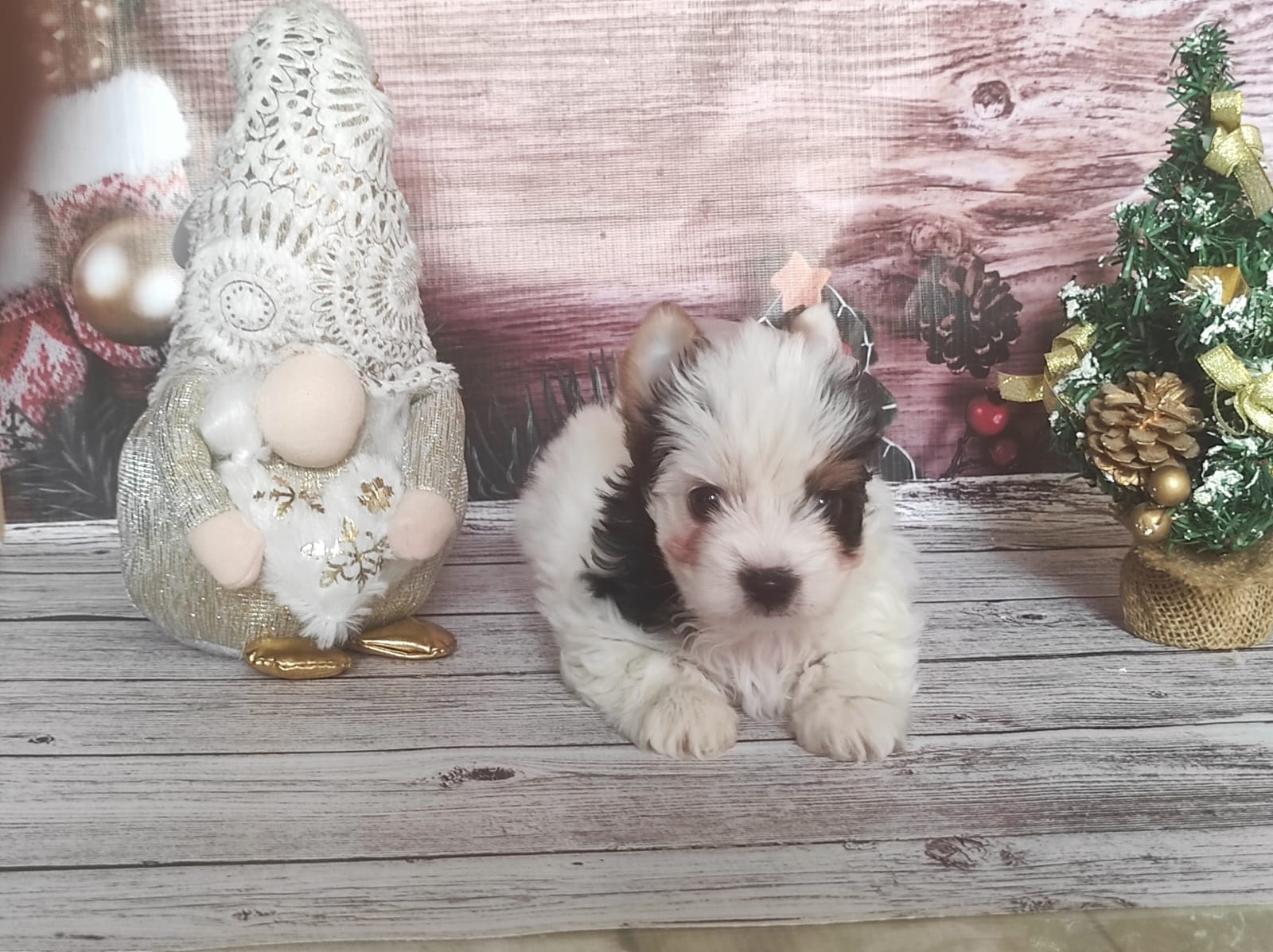 Йоркширский Бивер терьер