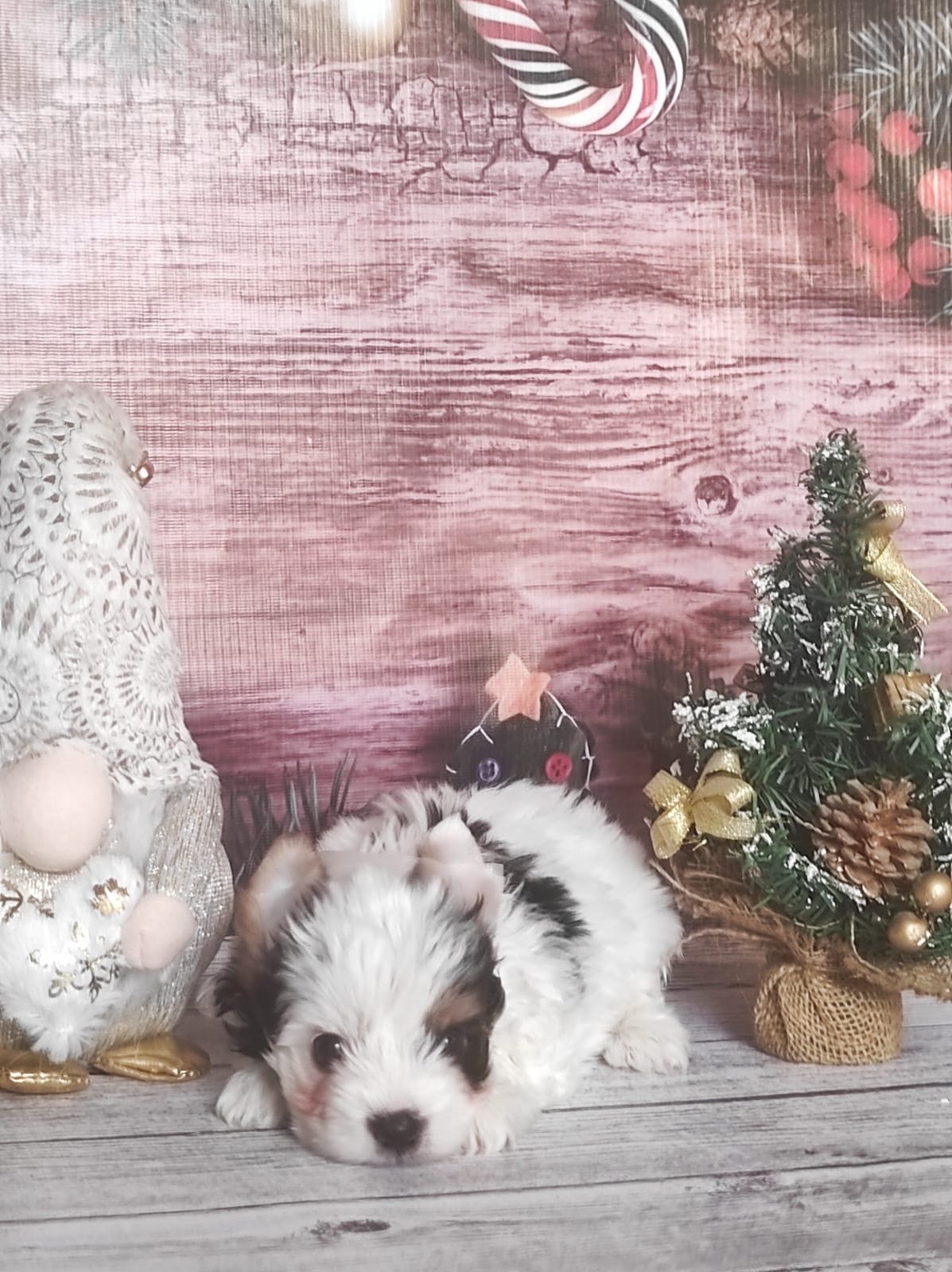 купить щенка Бивер терьера