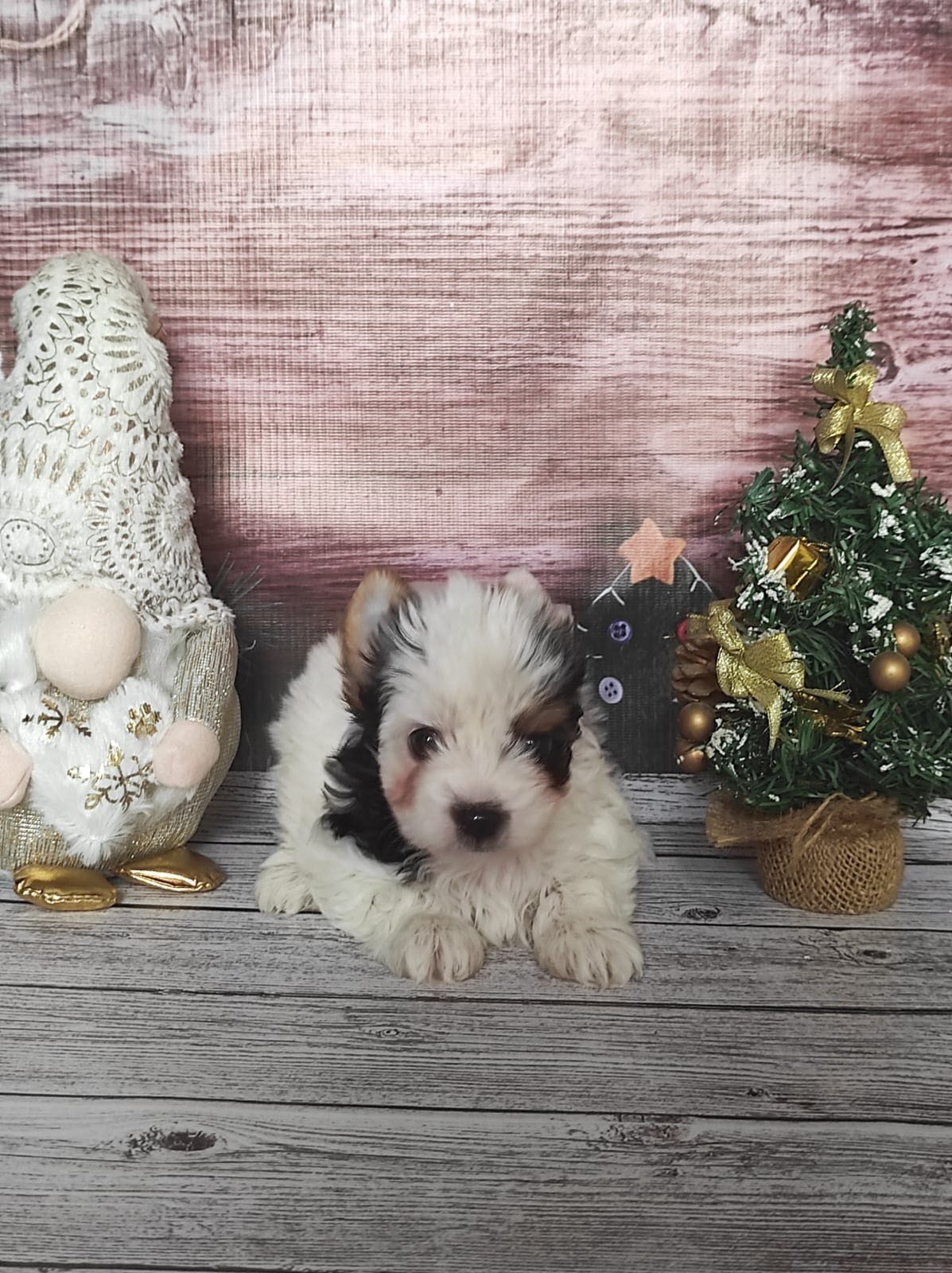 купить щенка Бивер терьера