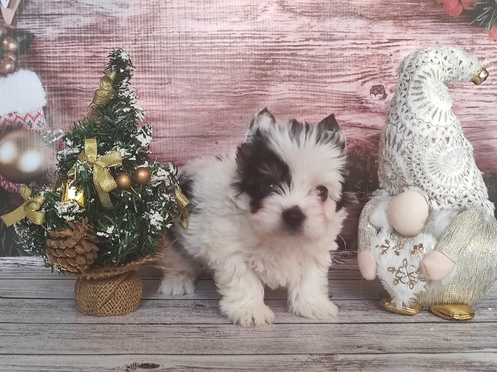 Йоркширский Бивер терьер