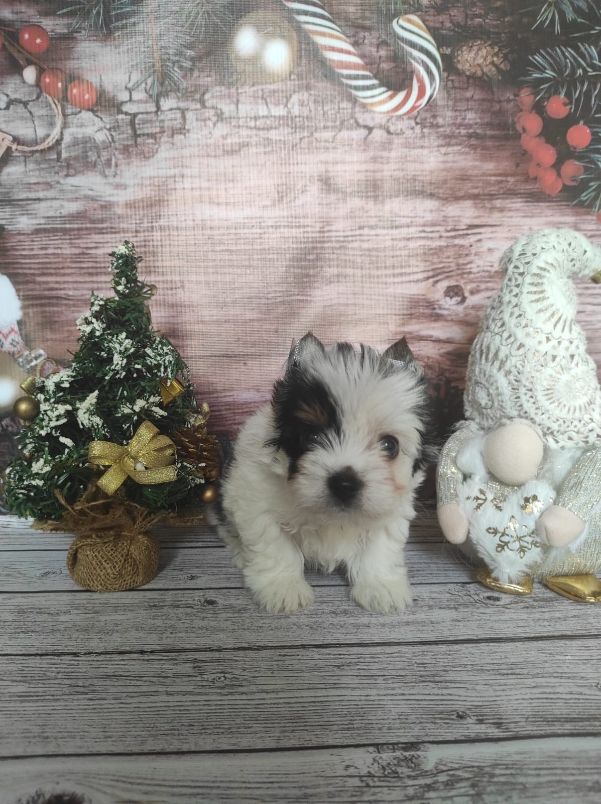 купить щенка Бивер терьера