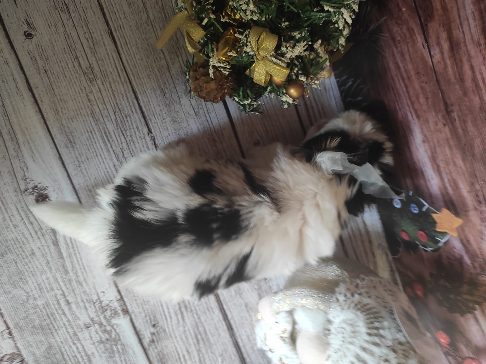 купить щенка Бивер терьера