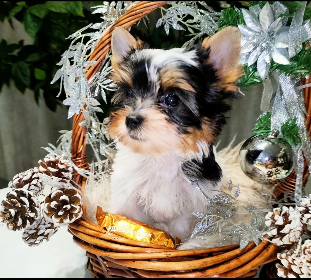 Щенок Бивер Йорка