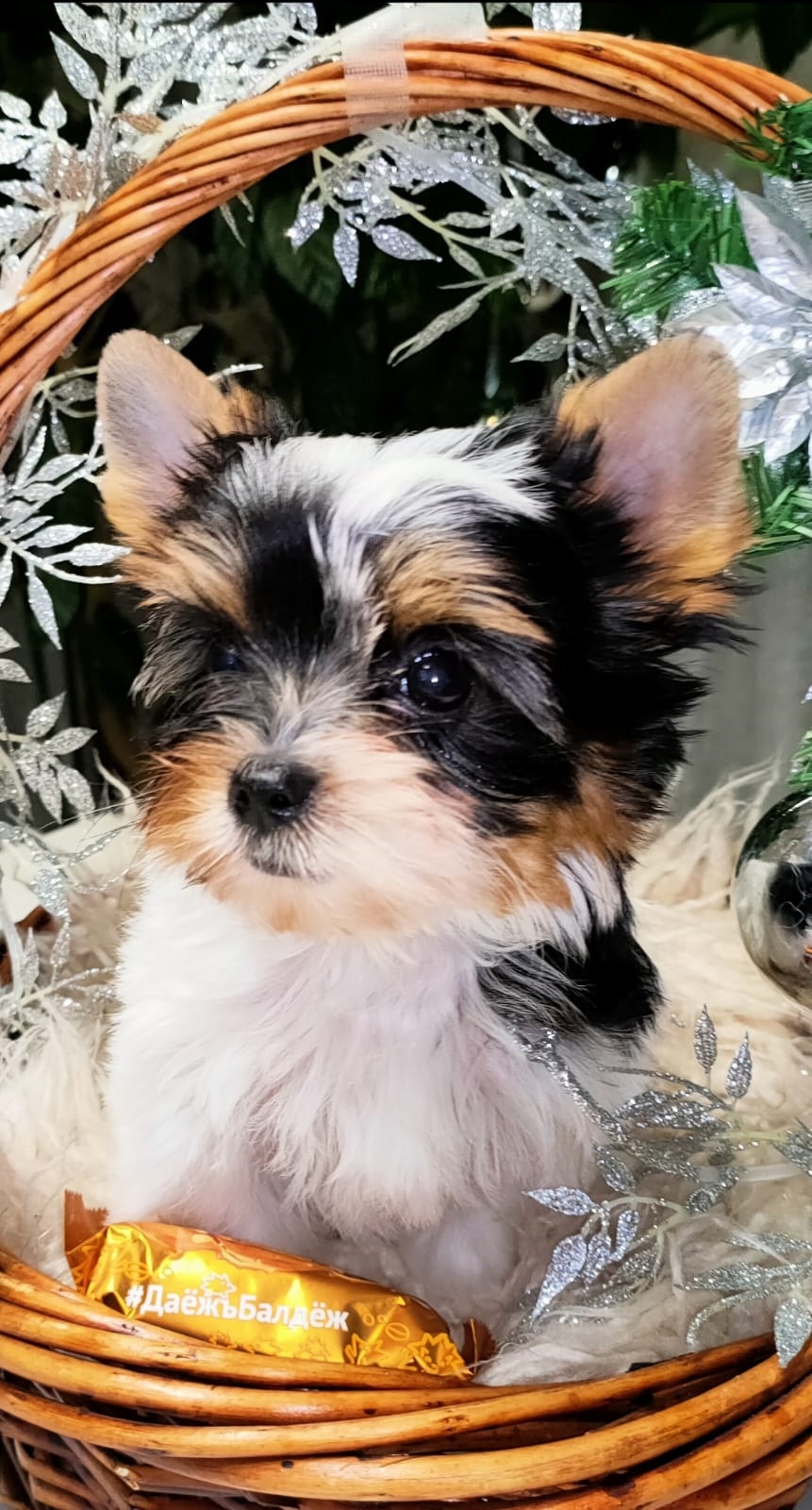 Девочка бивер