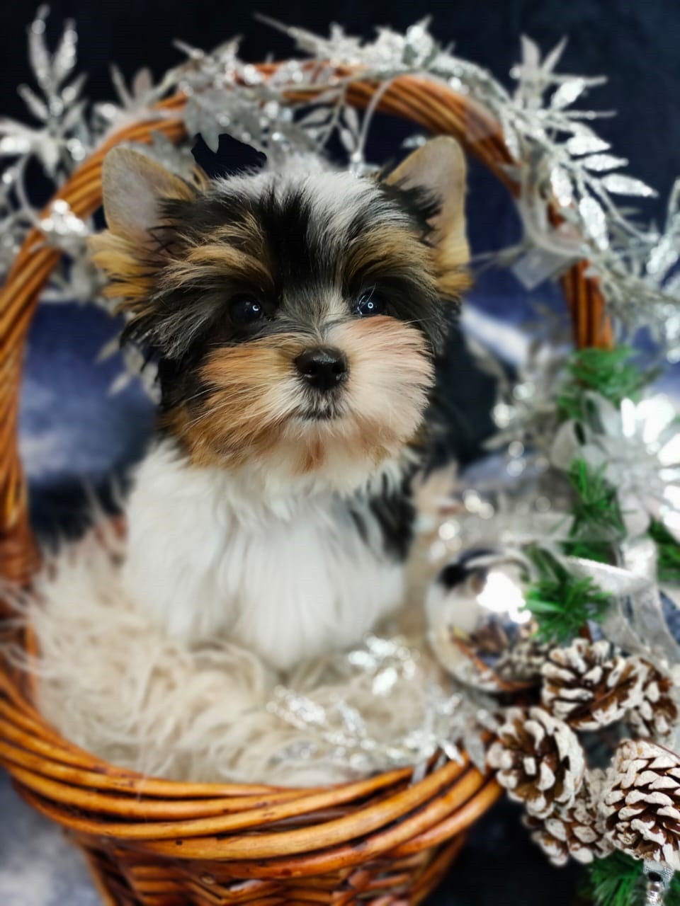 Щенок Бивер Йорка