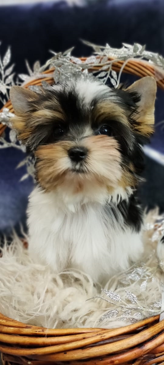 Девочка бивер