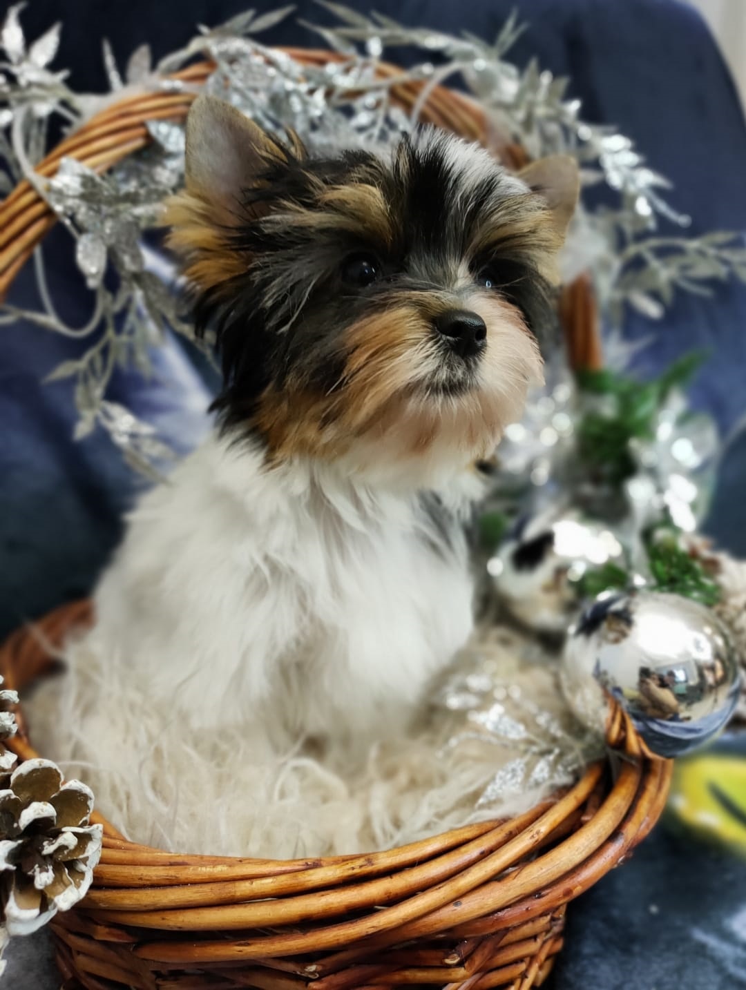 Щенок Бивер Йорка