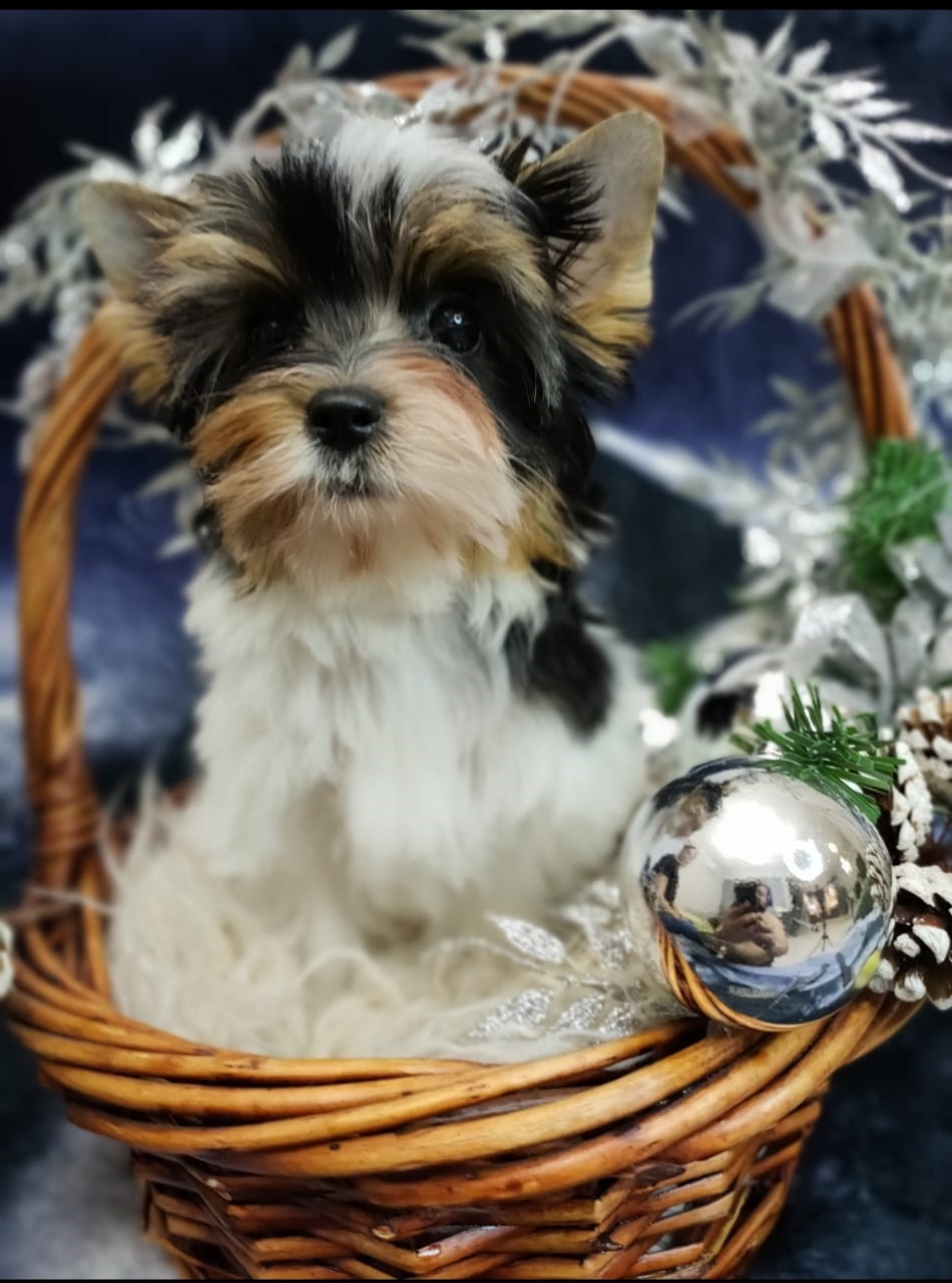 Девочка бивер