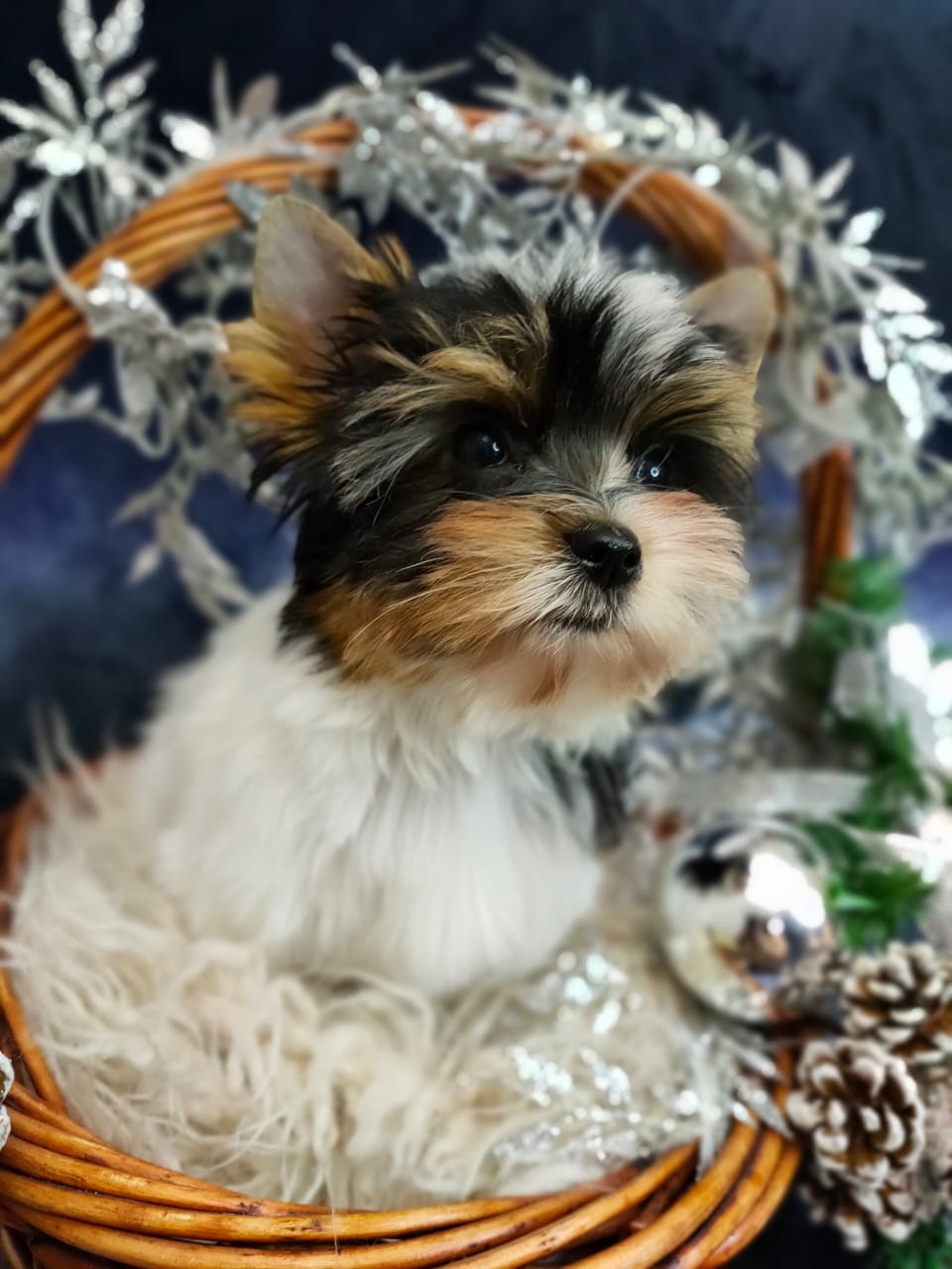 Щенок Бивер Йорка