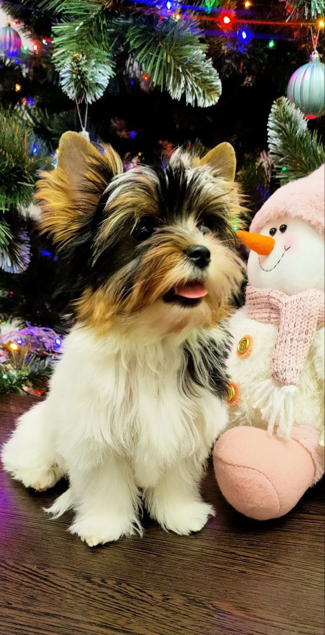 Девочка бивер