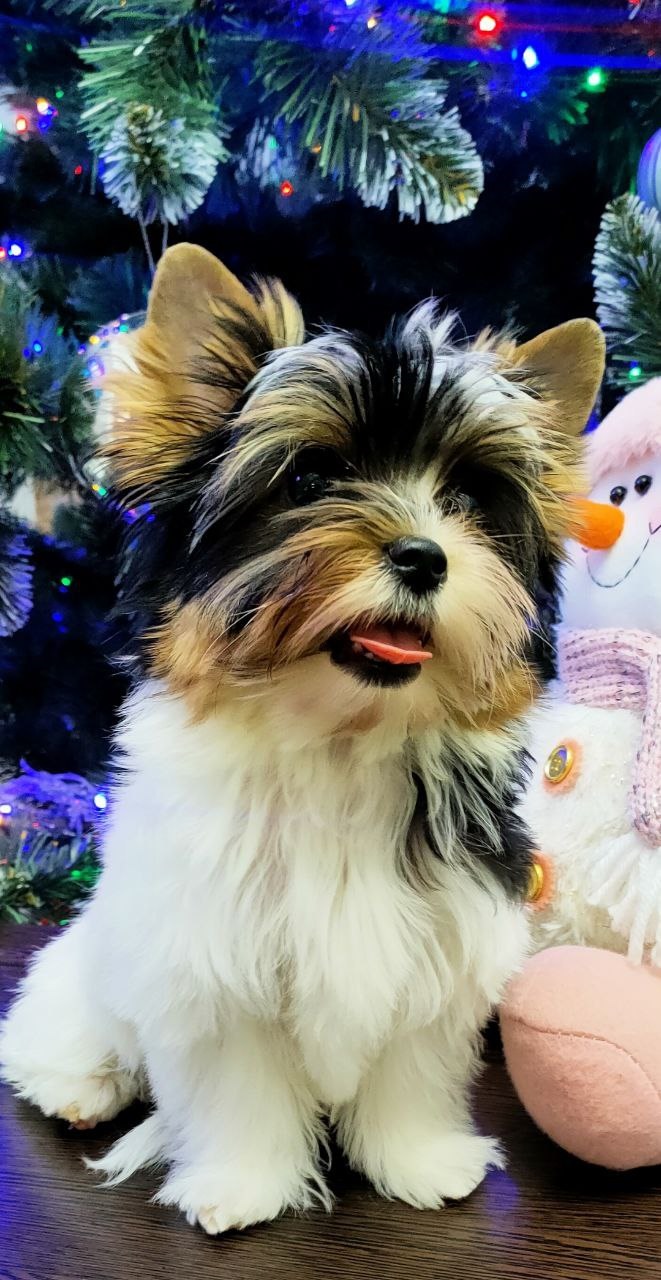 Щенок Бивер Йорка