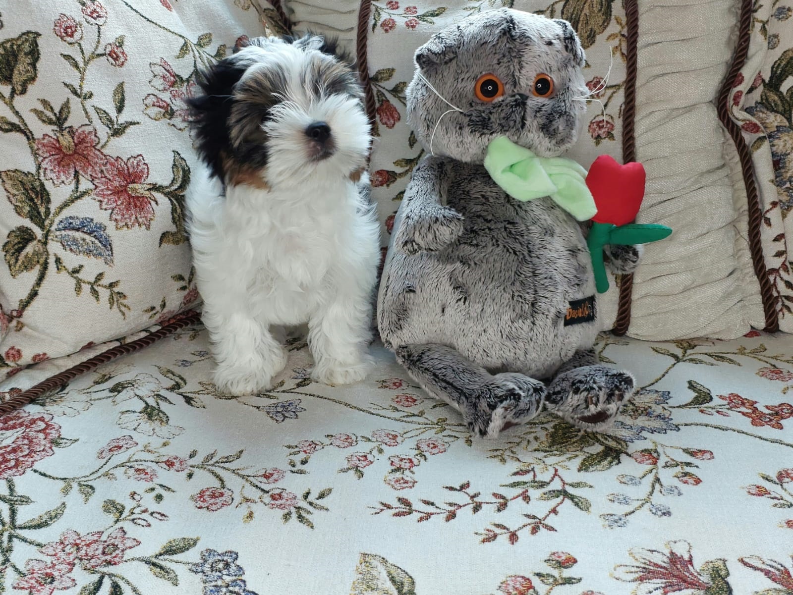 Щенок Бивер терьера