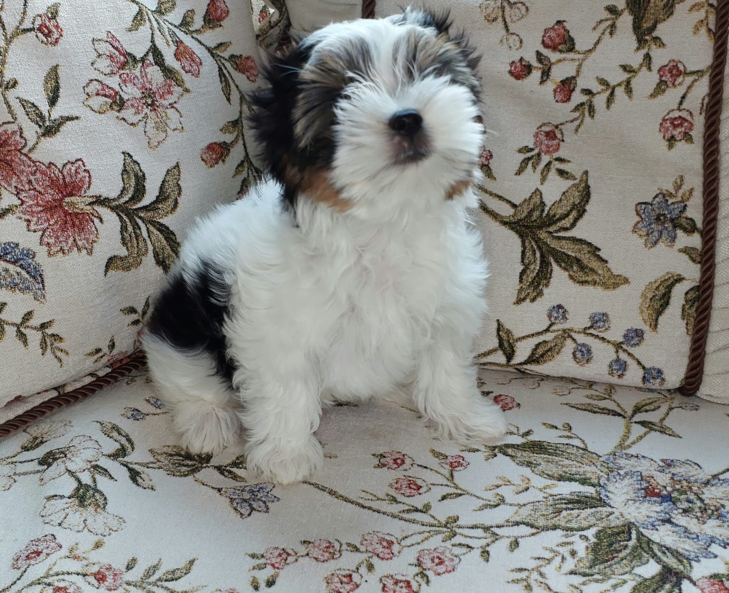 фото щенка Бивер терьера