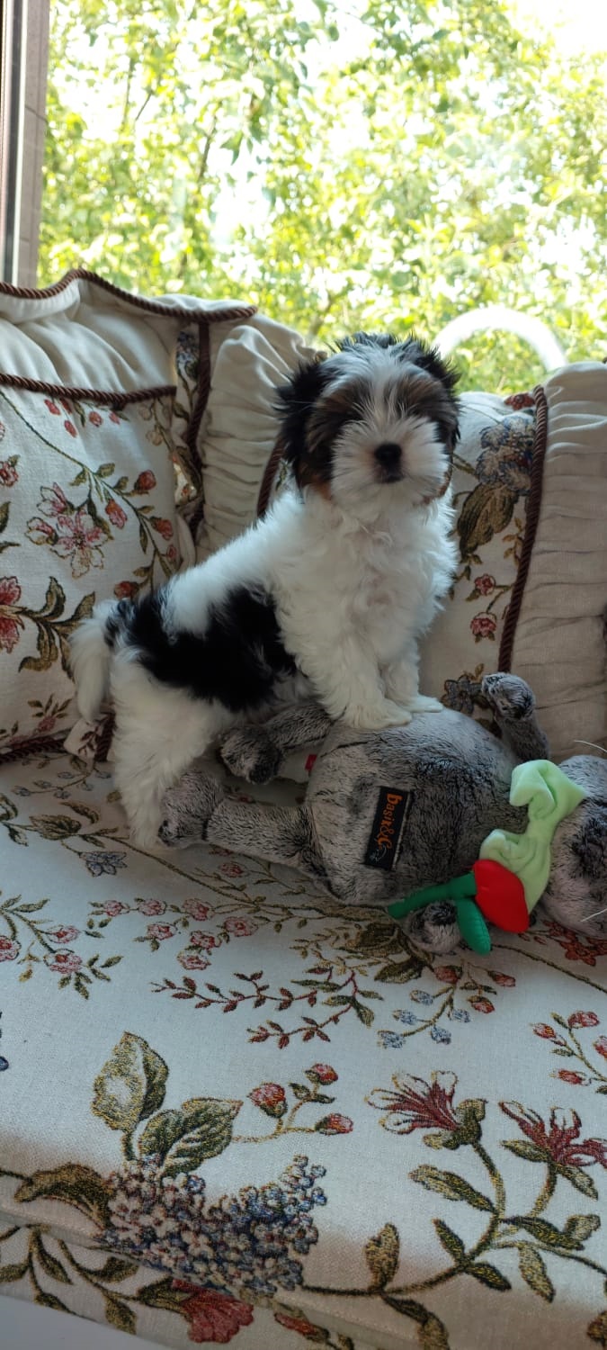 купить щенка Бивер терьера мини