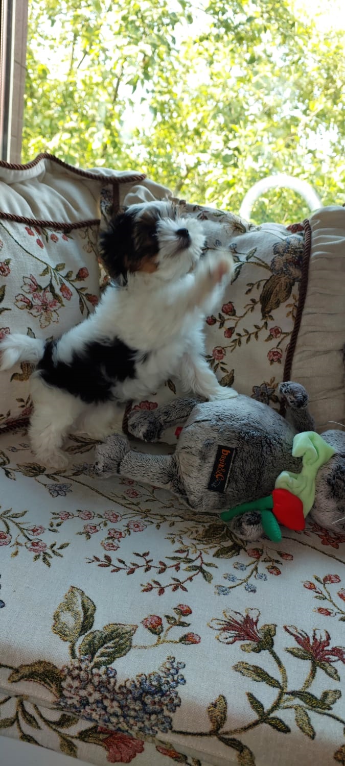 фото щенка Бивер терьера