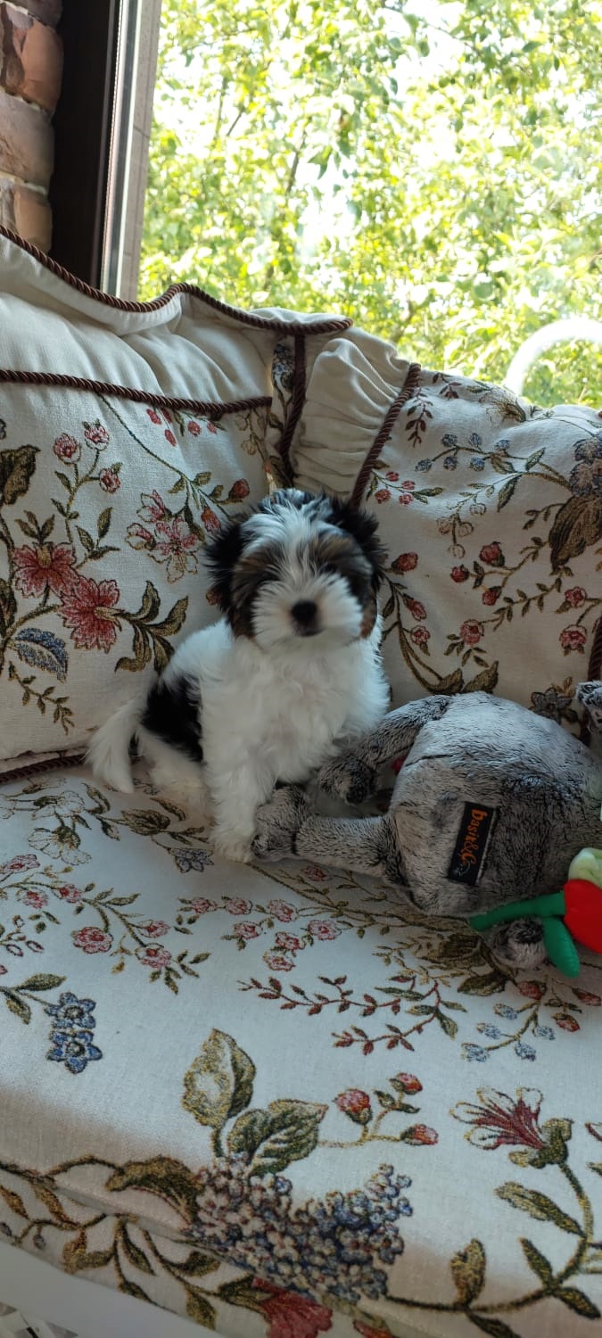 купить щенка Бивер терьера мини