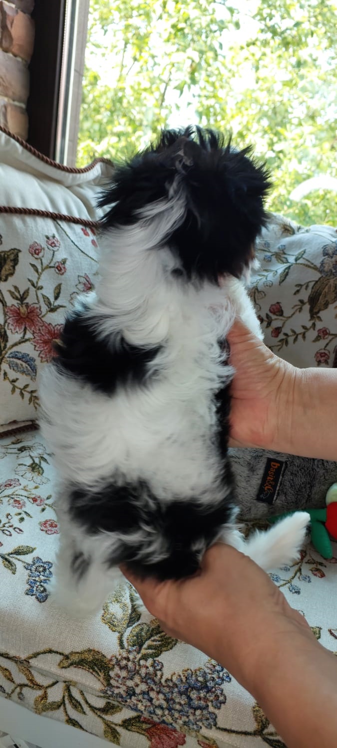 фото щенка Бивер терьера