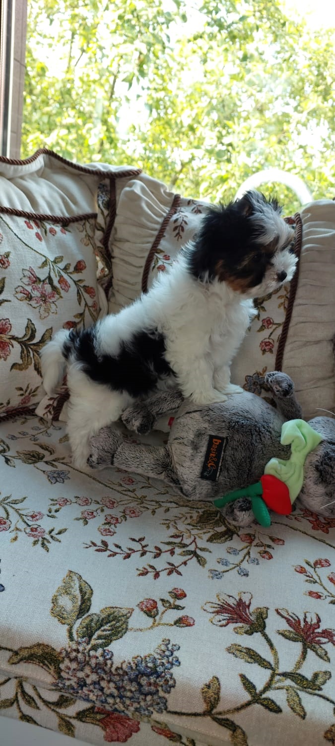 купить щенка Бивер терьера мини