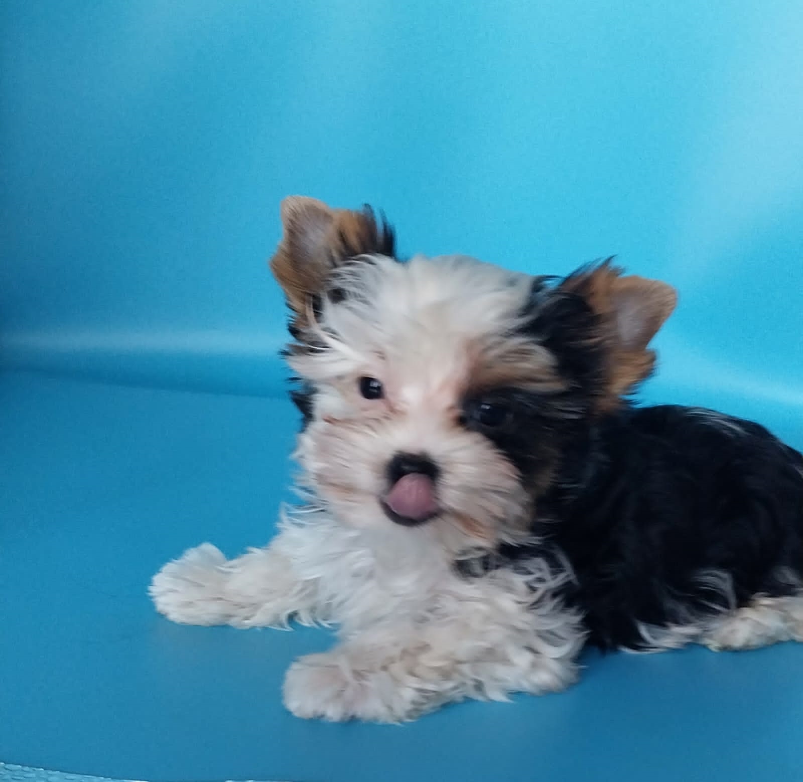 Йоркширский Бивер терьер