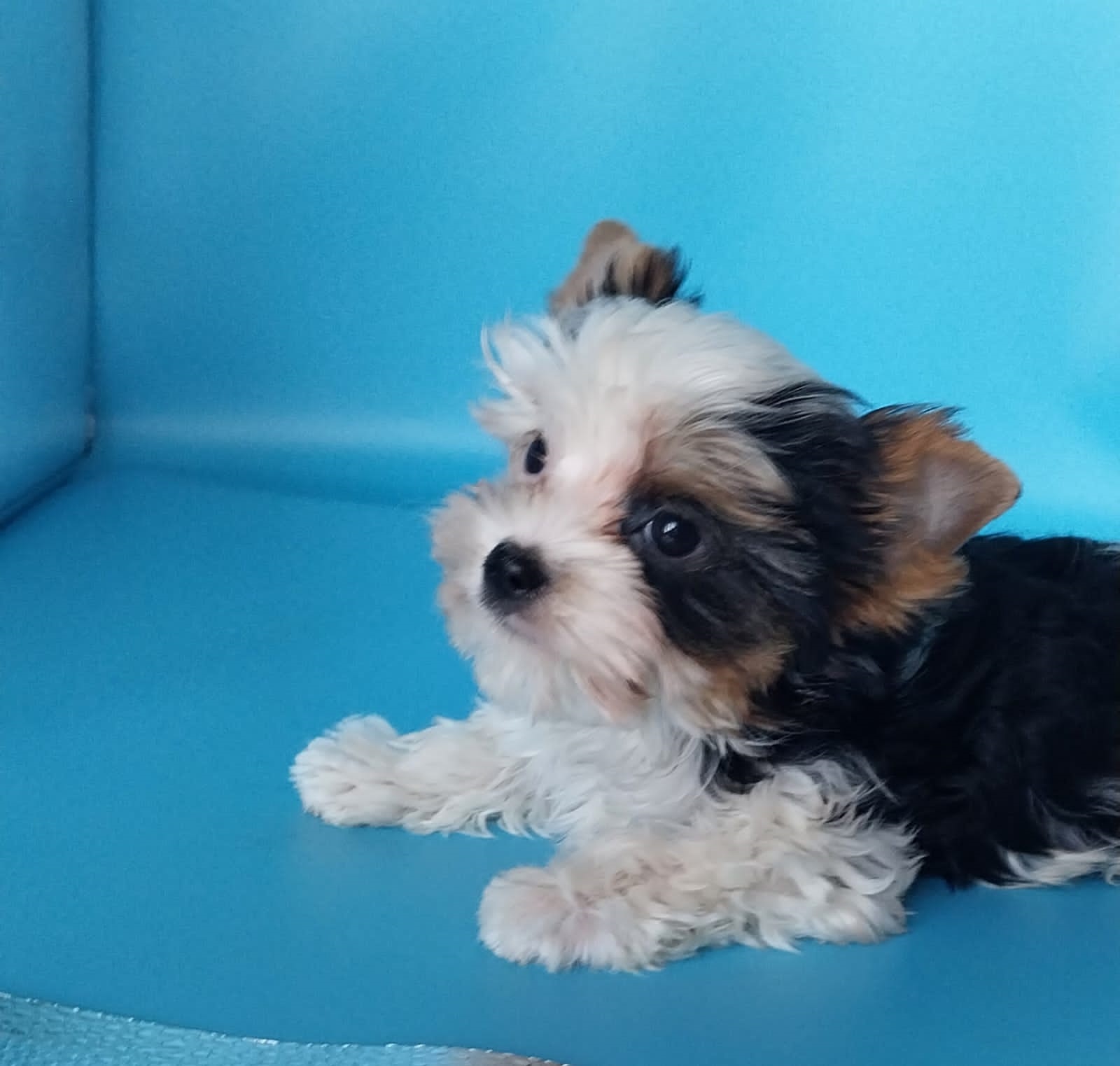 купить щенка Бивер терьера