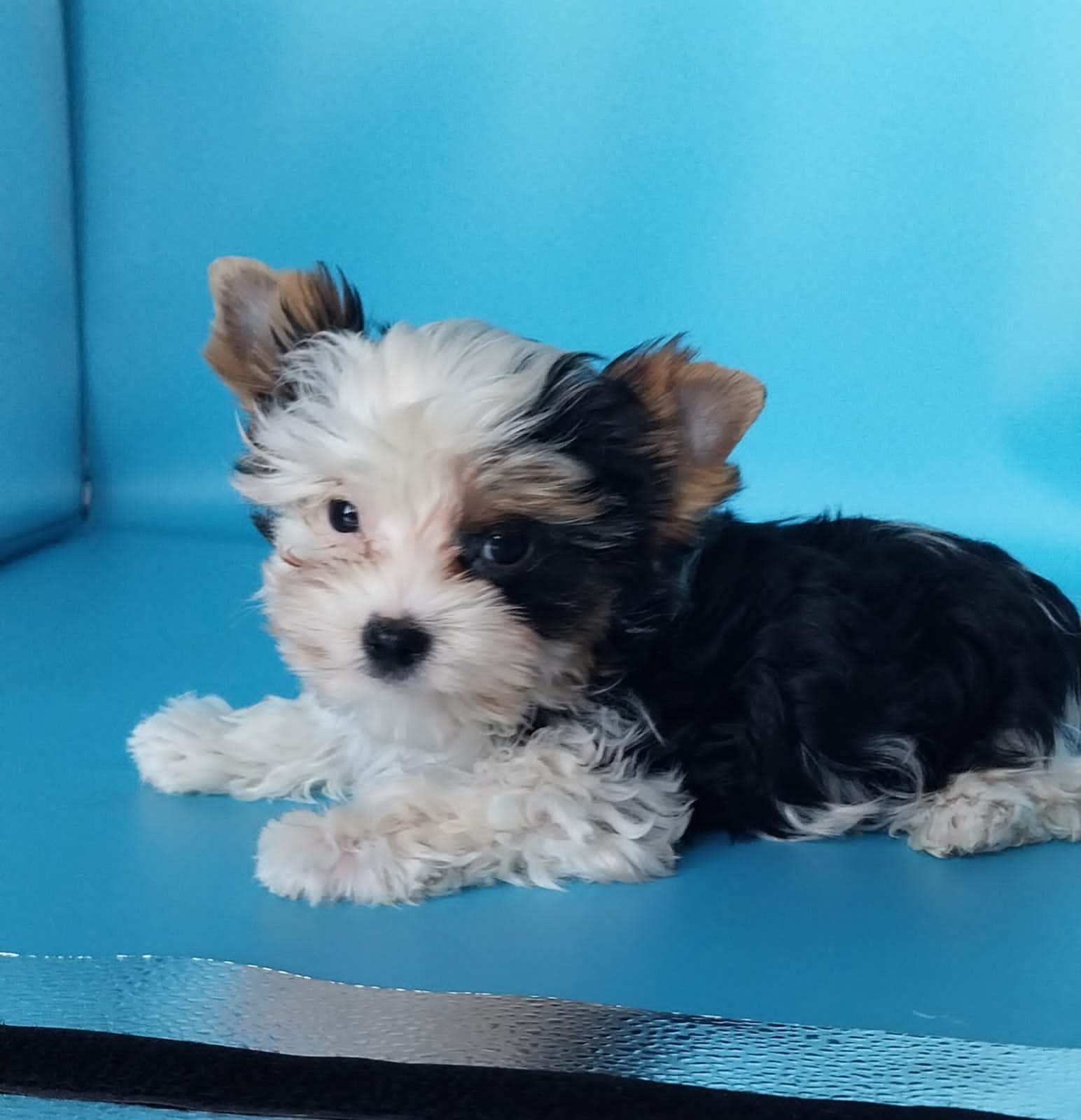 Йоркширский Бивер терьер