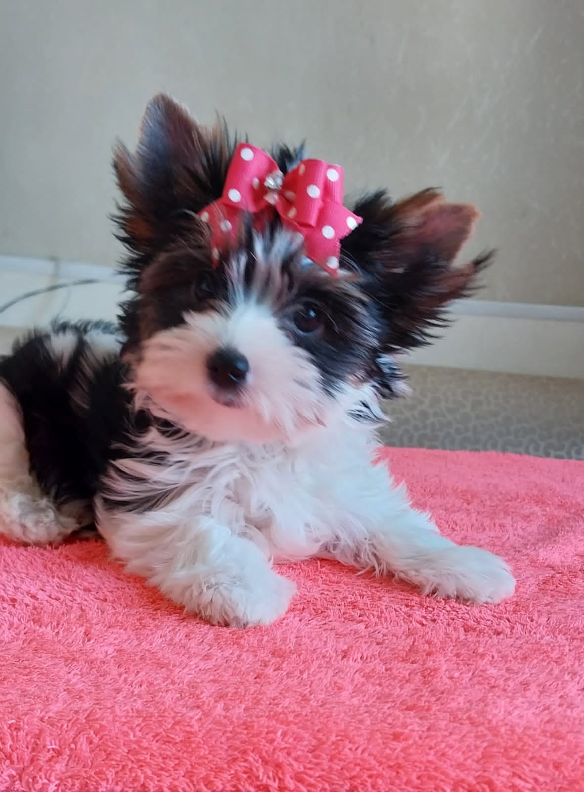 Йоркширский Бивер терьер