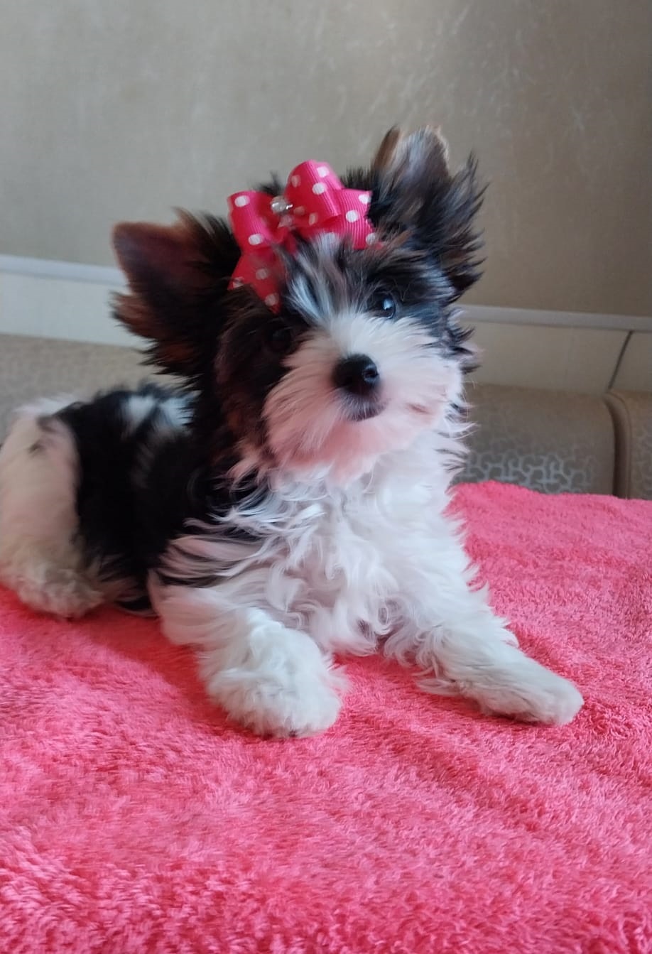 купить щенка Бивер терьера